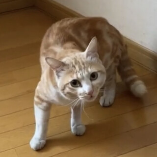 アメショ柄の茶トラ