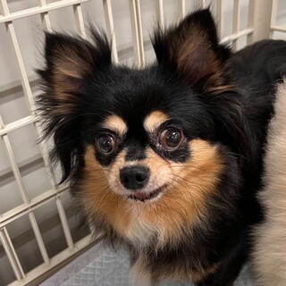チワワのかよのちゃん　元保護犬