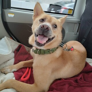 猫にも犬にも優しい、穏やかな夢羽くん