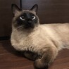 あーりす