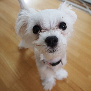 愛らしいマルチーズ生後7ヶ月