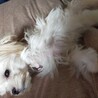 愛らしいマルチーズ生後7ヶ月 サムネイル2