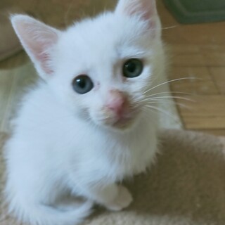 (仮)ゆめ、真っ白な可愛い男の子！