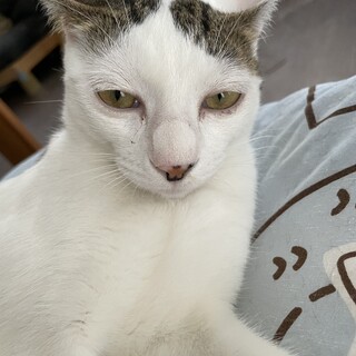 可愛い猫の女の子です