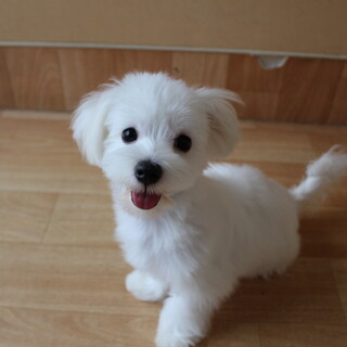 ライチちゃん　推定5ヵ月