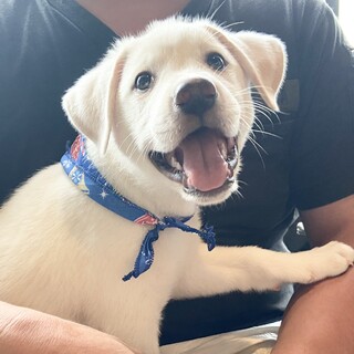 7/9(土)『Terra里親会猫部+ワンコ3匹』