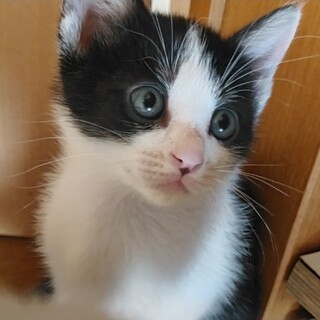 ハチワレの可愛い男の子！