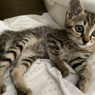 キジトラ　メス