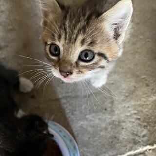 可愛いキジトラの男の子