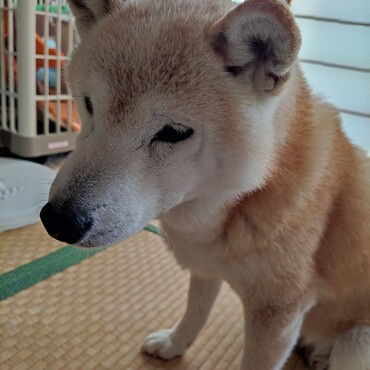 チャムちゃん❗❗どうした？遠くの地より元気玉！パワー！念！送るねᕦ(ò_óˇ)ᕤきっときっと大丈夫❗❗チャムちゃん❗