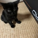 2か月の黒の子ねこです