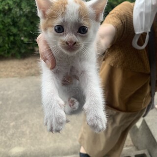 ねこ プロフ必読　確認用 ☆プロフ必読 ちくわ柄の」徳島県 - 猫の里親募集(419376