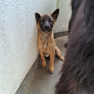 小さめの中型犬