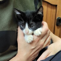 ポポ