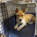  募集停止いたします。