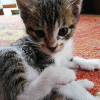 人大好き、猫大好き、遊び好き白きじ♂1か月半