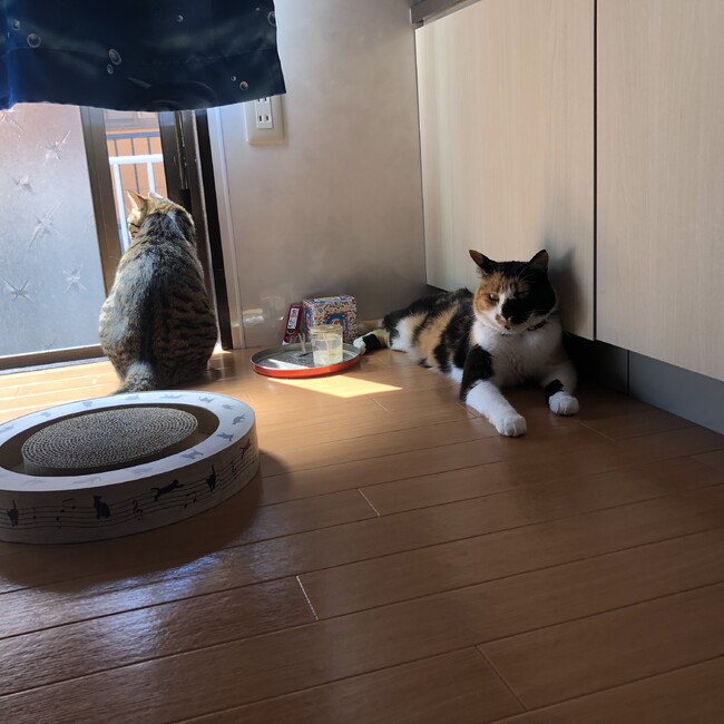 やまもっちゃのカバー写真
