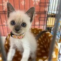 里親決定。リリベットちゃん