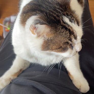 どなたか引き取っていただけないでしょうか？