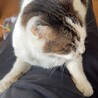 どなたか引き取っていただけないでしょうか？
