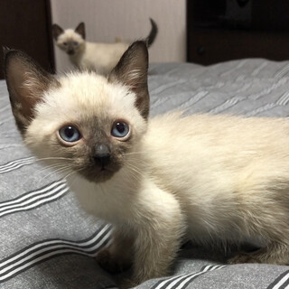 可愛いシャム柄の男の子！元気なイケメンくん★