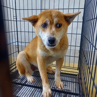 12キロ少し臆病さん