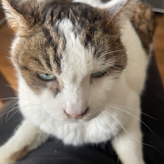 みーちゃんをお願いします