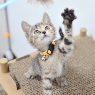 【7/18譲渡会参加予定】乙女なたんぽぽちゃん