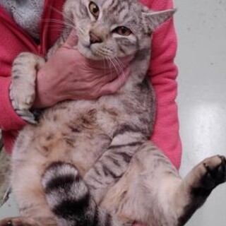 【保健所預かり中】ビッグなサバトラ男の子