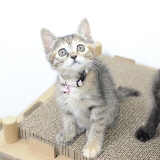 【7/18譲渡会参加予定】おっとりなすみれちゃん