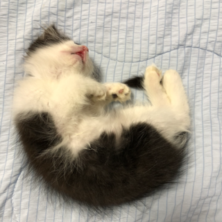 ふわふわの子猫の里親募集中