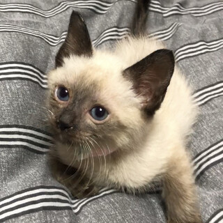 おてんば娘のシャム子ちゃん！元気いっぱいです！