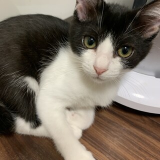 美猫のハチワレちゃん❣️