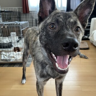 甘えん坊なイケワンせいが❤️野犬にも家族を