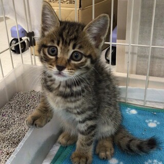 動物病院発！　やんちゃなソラくん　男の子