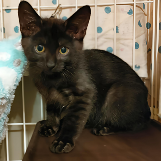 キリっとイケメン！カッコいいぶんちゃん