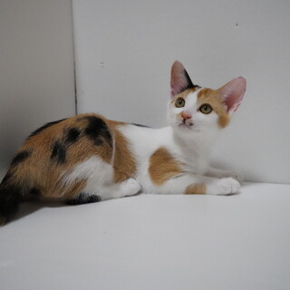 マイペースな女の子「天むすちゃん」三毛猫（４兄妹）