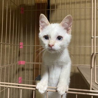 ロール君のずっとのおうち探し