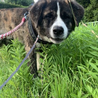 ★一旦募集停止★「秋田犬✖️セントミックス」アニー