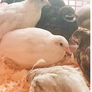 姫うずら３羽成鳥です。