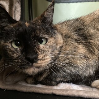 臆病だけど猫に優しいぴえんちゃん　さび猫