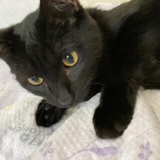 黒猫つばきくん　大きくてとても甘えん坊です