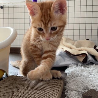 2ヶ月の茶トラ男の子♪