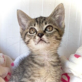 「面談予定」陽気な甘えっコ「いちご」ちゃん❤