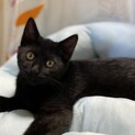 美形で懐っこすぎる黒猫くん、おとなしいです