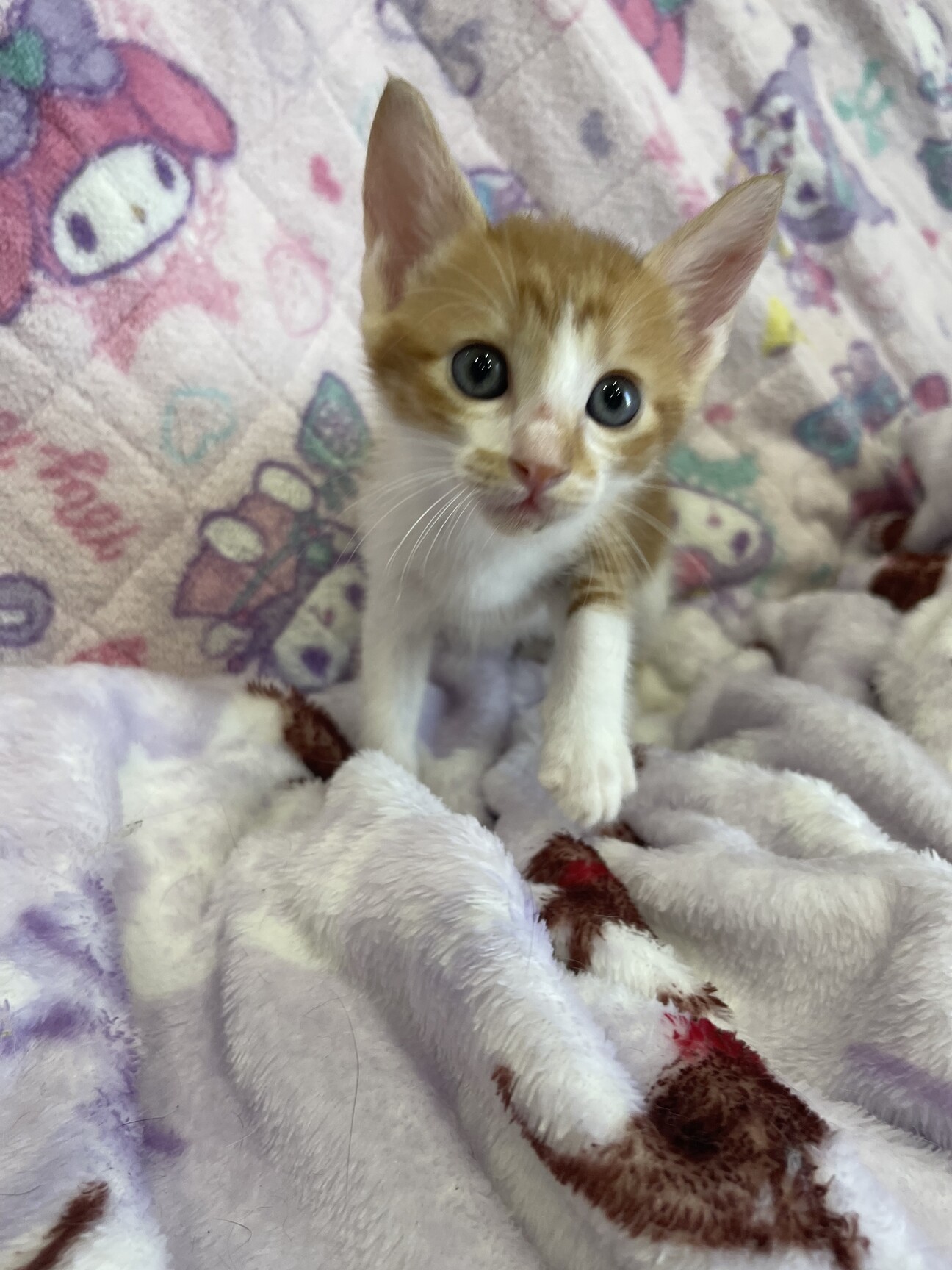 かわいい茶トラと茶白の兄 広島県 猫の里親募集 ペットのおうち 月間利用者150万人