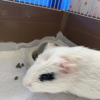 里親決まりました！モルモット(オス)