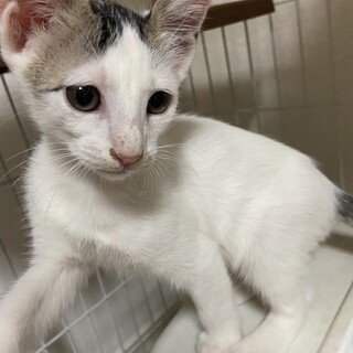 とってもかわいい4兄弟⭐︎そっくりです(^ ^)