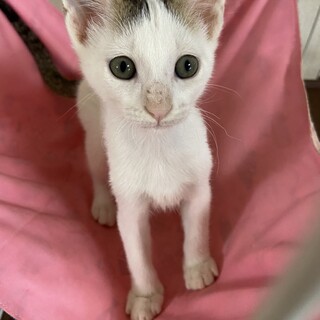 とってもかわいい4兄弟⭐︎そっくりです(^^)