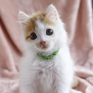 甘えん坊のかまって❤️半長毛系茶白健太